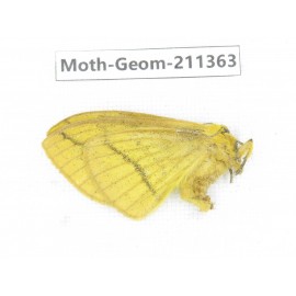 Geometridae sp. China, Tibet, Linzhi, Bomi county. 1Pcs. Moth-Geom-211363.