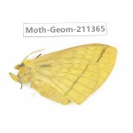 Geometridae sp. China, Tibet, Linzhi, Bomi county. 1Pcs. Moth-Geom-211365.