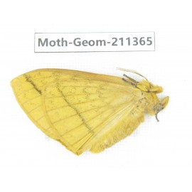 Geometridae sp. China, Tibet, Linzhi, Bomi county. 1Pcs. Moth-Geom-211365.