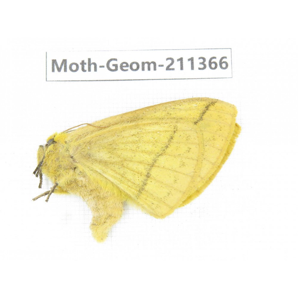 Geometridae sp. China, Tibet, Linzhi, Bomi county. 1Pcs. Moth-Geom-211366.