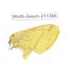 Geometridae sp. China, Tibet, Linzhi, Bomi county. 1Pcs. Moth-Geom-211366.