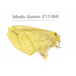 Geometridae sp. China, Tibet, Linzhi, Bomi county. 1Pcs. Moth-Geom-211366.