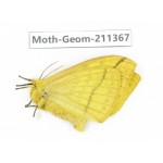 Geometridae sp. China, Tibet, Linzhi, Bomi county. 1Pcs. Moth-Geom-211367.