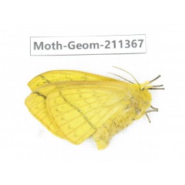 Geometridae sp. China, Tibet, Linzhi, Bomi county. 1Pcs. Moth-Geom-211367.