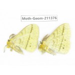 Geometridae sp. China, Tibet, Linzhi, Bomi county. 2Pcs. Moth-Geom-211376.