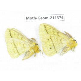 Geometridae sp. China, Tibet, Linzhi, Bomi county. 2Pcs. Moth-Geom-211376.