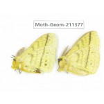 Geometridae sp. China, Tibet, Linzhi, Bomi county. 2Pcs. Moth-Geom-211377.
