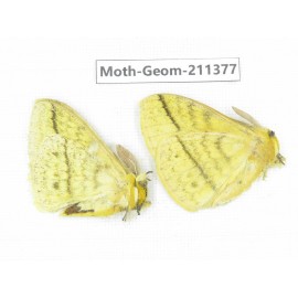 Geometridae sp. China, Tibet, Linzhi, Bomi county. 2Pcs. Moth-Geom-211377.