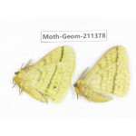 Geometridae sp. China, Tibet, Linzhi, Bomi county. 2Pcs. Moth-Geom-211378.