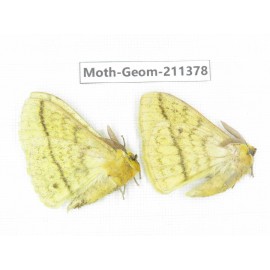 Geometridae sp. China, Tibet, Linzhi, Bomi county. 2Pcs. Moth-Geom-211378.