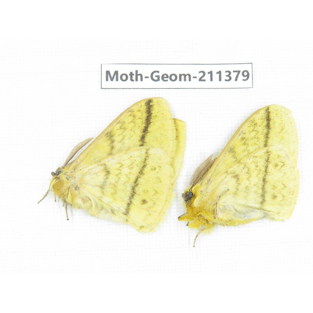 Geometridae sp. China, Tibet, Linzhi, Bomi county. 2Pcs. Moth-Geom-211379.