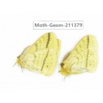 Geometridae sp. China, Tibet, Linzhi, Bomi county. 2Pcs. Moth-Geom-211379.