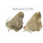 Geometridae sp. China, Tibet, Linzhi, Bomi county. 2Pcs. Moth-Geom-211386.