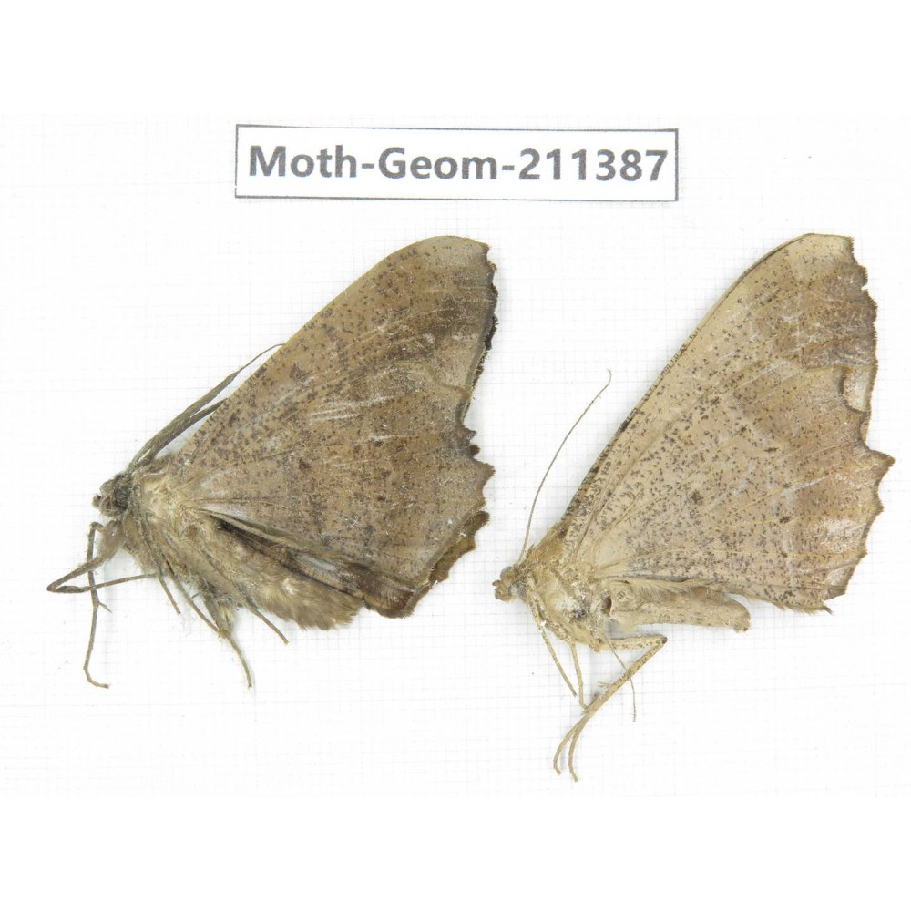 Geometridae sp. China, Tibet, Linzhi, Bomi county. 2Pcs. Moth-Geom-211387.
