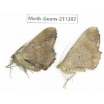 Geometridae sp. China, Tibet, Linzhi, Bomi county. 2Pcs. Moth-Geom-211387.