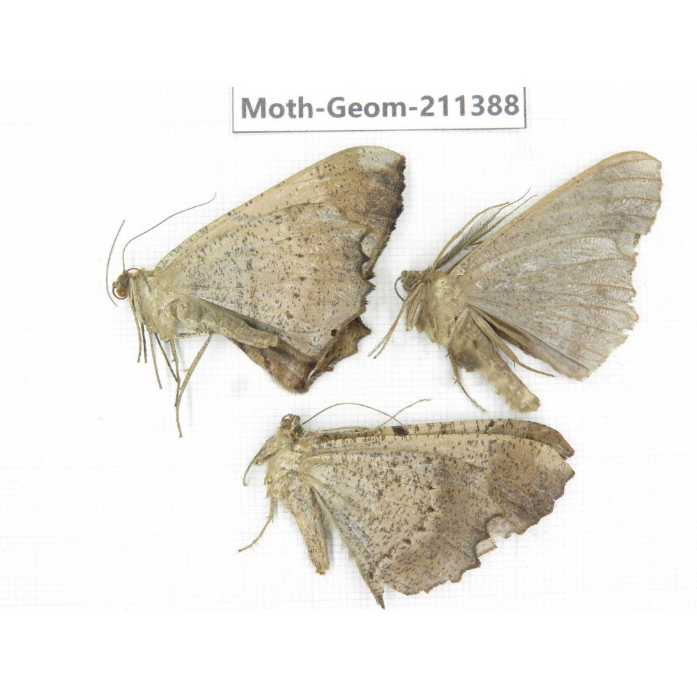 Geometridae sp. China, Tibet, Linzhi, Bomi county. 3Pcs. Moth-Geom-211388.