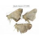 Geometridae sp. China, Tibet, Linzhi, Bomi county. 3Pcs. Moth-Geom-211388.