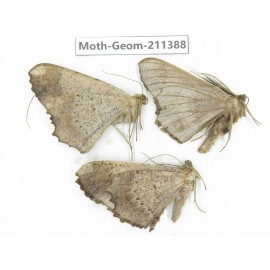 Geometridae sp. China, Tibet, Linzhi, Bomi county. 3Pcs. Moth-Geom-211388.
