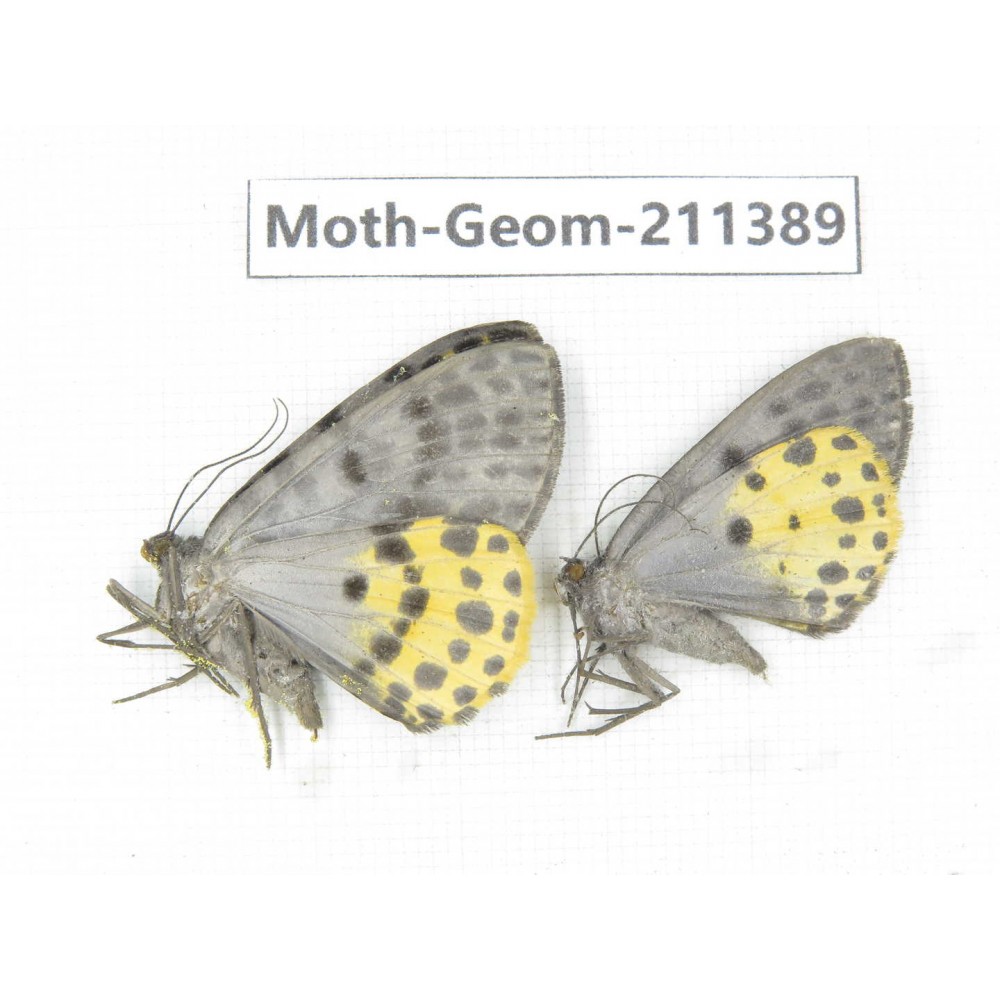 Geometridae sp. China, Tibet, Linzhi, Bomi county. 2Pcs. Moth-Geom-211389.
