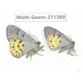 Geometridae sp. China, Tibet, Linzhi, Bomi county. 2Pcs. Moth-Geom-211389.