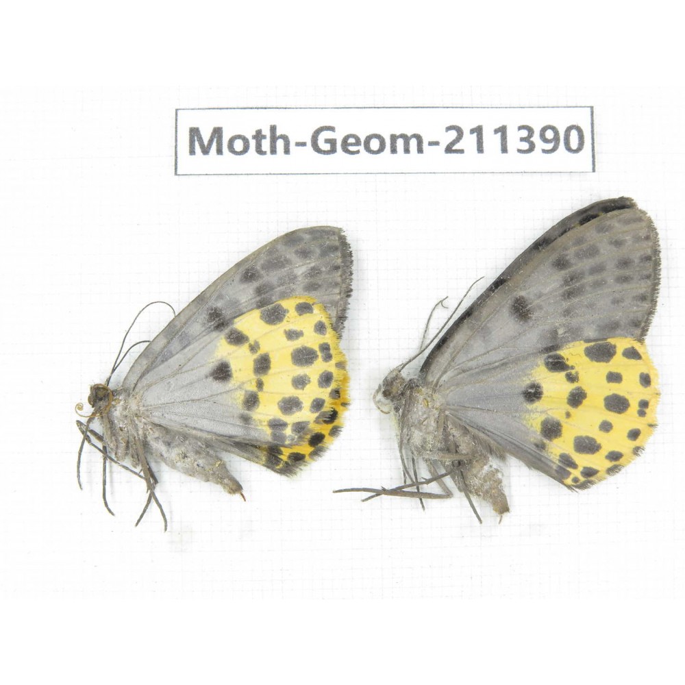 Geometridae sp. China, Tibet, Linzhi, Bomi county. 2Pcs. Moth-Geom-211390.
