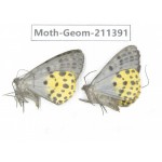 Geometridae sp. China, Tibet, Linzhi, Bomi county. 2Pcs. Moth-Geom-211391.