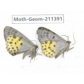 Geometridae sp. China, Tibet, Linzhi, Bomi county. 2Pcs. Moth-Geom-211391.