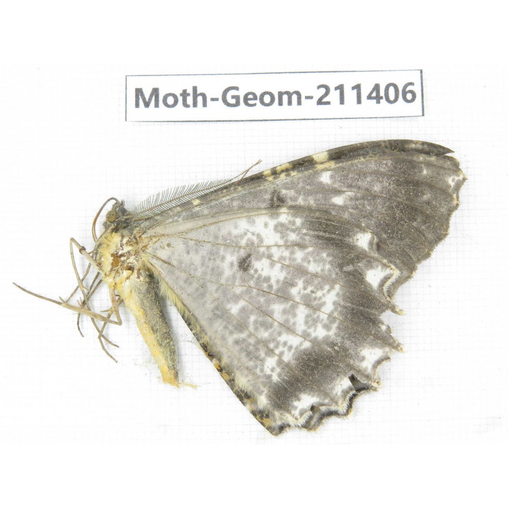 Geometridae sp. China, Tibet, Linzhi, Bomi county. 1Pcs. Moth-Geom-211406.