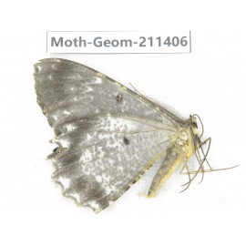 Geometridae sp. China, Tibet, Linzhi, Bomi county. 1Pcs. Moth-Geom-211406.
