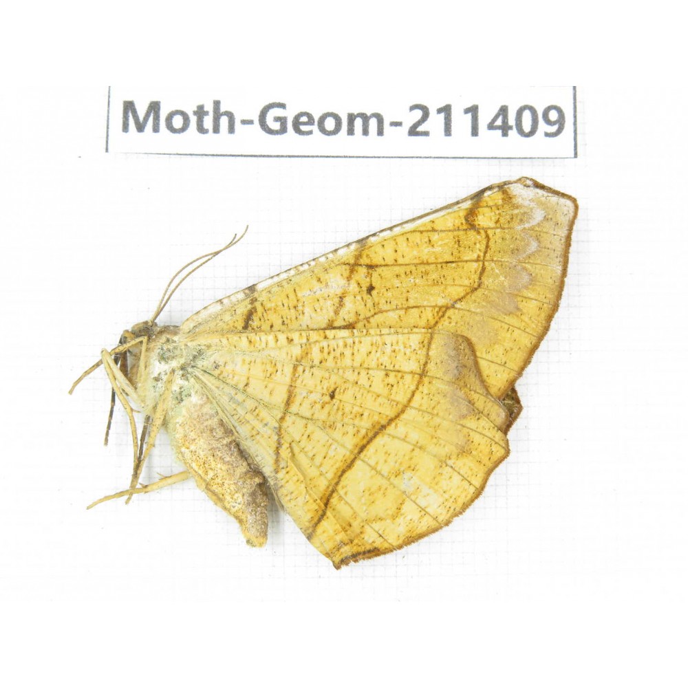 Geometridae sp. China, Tibet, Linzhi, Bomi county. 1Pcs. Moth-Geom-211409.
