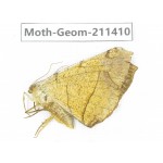 Geometridae sp. China, Tibet, Linzhi, Bomi county. 1Pcs. Moth-Geom-211410.