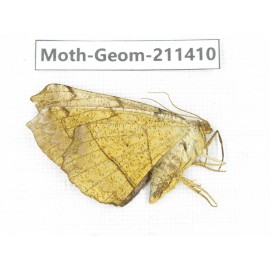 Geometridae sp. China, Tibet, Linzhi, Bomi county. 1Pcs. Moth-Geom-211410.