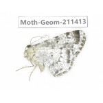 Geometridae sp. China, Tibet, Linzhi, Bomi county. 1Pcs. Moth-Geom-211413.