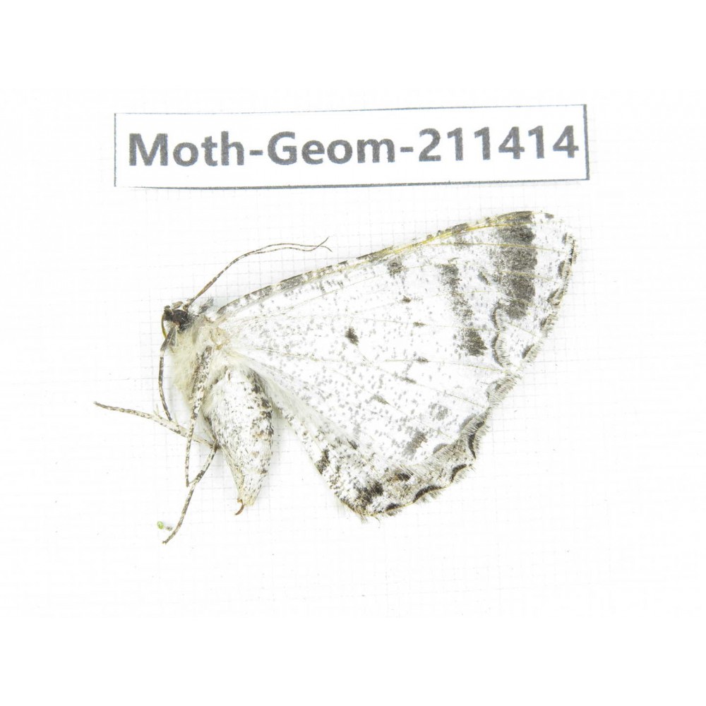 Geometridae sp. China, Tibet, Linzhi, Bomi county. 1Pcs. Moth-Geom-211414.
