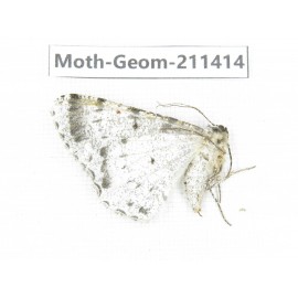 Geometridae sp. China, Tibet, Linzhi, Bomi county. 1Pcs. Moth-Geom-211414.