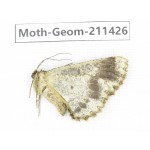 Geometridae sp. China, Tibet, Linzhi, Bomi county. 1Pcs. Moth-Geom-211426.