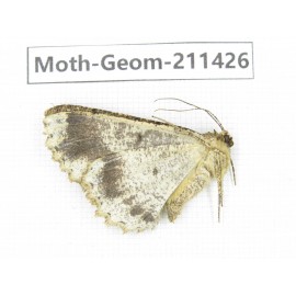 Geometridae sp. China, Tibet, Linzhi, Bomi county. 1Pcs. Moth-Geom-211426.