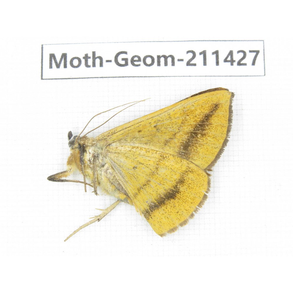 Geometridae sp. China, Tibet, Linzhi, Bomi county. 1Pcs. Moth-Geom-211427.