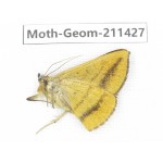 Geometridae sp. China, Tibet, Linzhi, Bomi county. 1Pcs. Moth-Geom-211427.