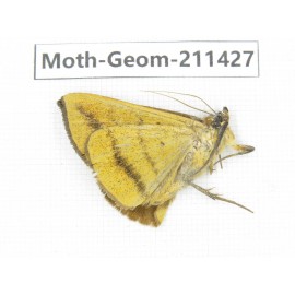Geometridae sp. China, Tibet, Linzhi, Bomi county. 1Pcs. Moth-Geom-211427.