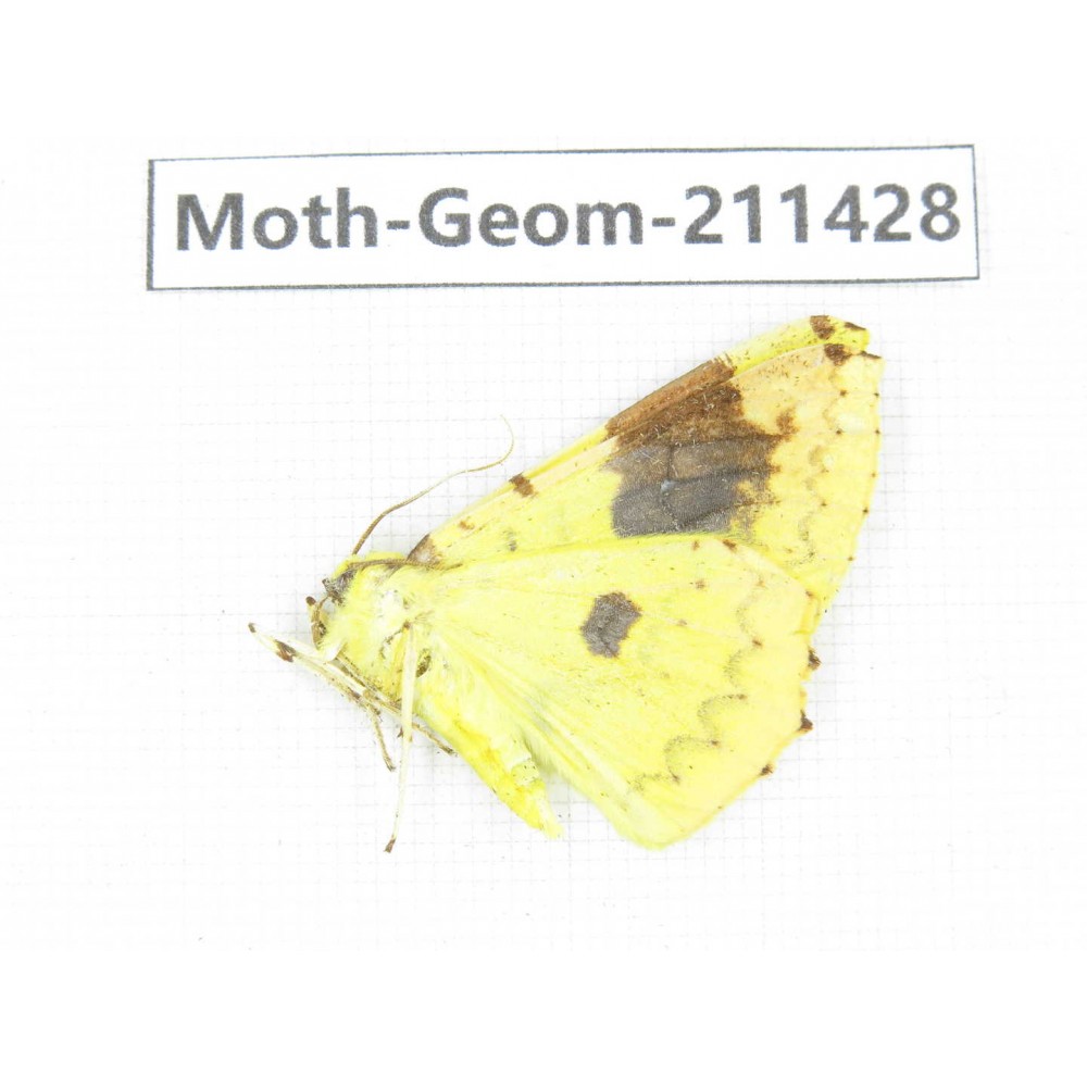 Geometridae sp. China, Tibet, Linzhi, Bomi county. 1Pcs. Moth-Geom-211428.
