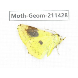 Geometridae sp. China, Tibet, Linzhi, Bomi county. 1Pcs. Moth-Geom-211428.
