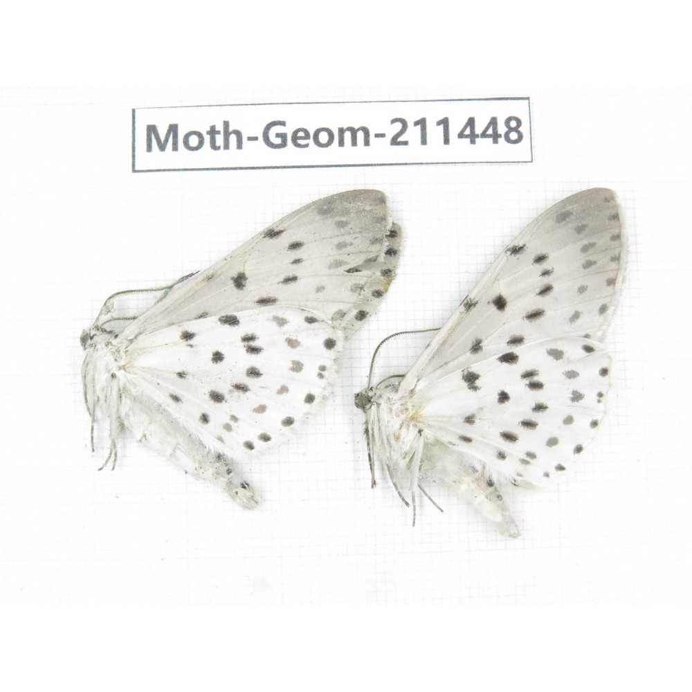 Geometridae sp. China, Tibet, Linzhi, Bomi county. 2Pcs. Moth-Geom-211448.