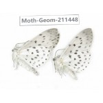 Geometridae sp. China, Tibet, Linzhi, Bomi county. 2Pcs. Moth-Geom-211448.