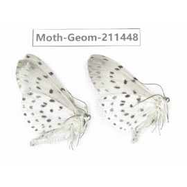 Geometridae sp. China, Tibet, Linzhi, Bomi county. 2Pcs. Moth-Geom-211448.