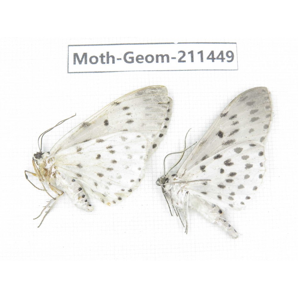 Geometridae sp. China, Tibet, Linzhi, Bomi county. 2Pcs. Moth-Geom-211449.