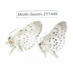 Geometridae sp. China, Tibet, Linzhi, Bomi county. 2Pcs. Moth-Geom-211449.