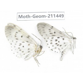 Geometridae sp. China, Tibet, Linzhi, Bomi county. 2Pcs. Moth-Geom-211449.