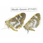 Geometridae sp. China, Tibet, Linzhi, Bomi county. 2Pcs. Moth-Geom-211451.