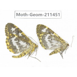 Geometridae sp. China, Tibet, Linzhi, Bomi county. 2Pcs. Moth-Geom-211451.